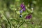 Lathyrus vernus spring vetchling flowering plant, bright puprle springtime pea vetch flowers in bloom