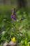 Lathyrus vernus spring vetchling flowering plant, bright puprle springtime pea vetch flowers in bloom