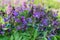 Lathyrus vernus, spring vetchling, spring pea or spring vetch