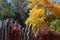 Latilla fence exclaiming Autumn amid flaming yellow, red and green trees in Taos, New Mexico