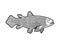 Latimeria fish sketch vector illustration