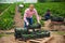 Latin american farm worker stacking boxes with zucchini