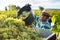 Latin american farmer filling truck with gathered grapes in vineyard