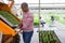 Latin american farmer preparing seedlings for sale in greenhouse