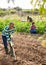 Latin american gardener preparing soil for seedlings planting