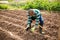 Latin american gardener preparing soil for seedlings planting