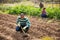 Latin american gardener preparing soil for seedlings planting