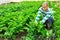 Latin american male farmer in a greenhouse is harvesting celery.