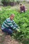 Latin american man checking potato plants on vegetable garden