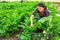 Latin american woman farmer in a greenhouse is harvesting celery.