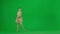 Latin Ballroom Dancer in Pose Against Green Screen