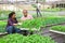 Latin farmer couple checking vegetable seedlings in greenhouse