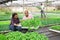 Latin farmer couple checking vegetable seedlings in greenhouse