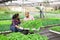 Latin farmer couple checking vegetable seedlings in greenhouse
