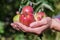 Latin woman harvesting wild apples