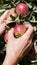 Latin woman harvesting wild apples. vertical photo