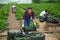 Latin woman helps man to harvest zucchini