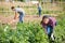 Latina woman checking potato plants on vegetable garden
