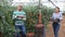 Latina woman and man seasonal workers harvesting ripe tomatoes in greenhouse