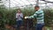 Latina woman and man seasonal workers harvesting ripe tomatoes in greenhouse