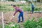 Latina woman tilling soil with hoe in garden