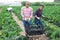 Latino farmers together harvest zucchini