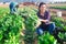 Latino female worker picking chard on field