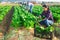 Latino female worker picking chard on field