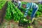 Latino male farmer picking chard on field