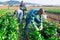 Latino male farmer picking chard on field