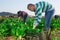 Latino male farmer picking chard on field