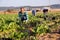 Latino male farmer picking chard on field