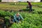 Latino male farmer picking parsley on field