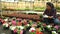 Latino woman florist working in plant nursery, checking blooming potted seedlings of petunia