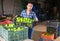 Latino woman sorts green tomatoes in the backyard