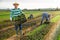 Latino worker harvesting mustard on field