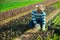 Latino worker harvesting mustard on field