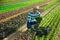 Latino worker harvesting mustard on field