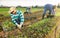 Latino worker harvesting mustard on field