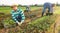 Latino worker peeling and collects mustard on field in a box