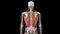 The latissimus dorsi