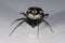 Latrodectus tredecimguttatus. Araneidae. Spider isolated on a white background.