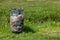 Lattice trash can with a lot of garbage in the bucket, in the background green meadow. dirt must be disposed of properly in the