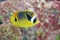 Latticed butterflyfish