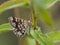 Latticed heath Chiasmia clathrata female moth sitting on a plant