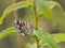 Latticed heath Chiasmia clathrata female moth sitting on a plant
