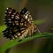 Latticed heath, Chiasmia clathrata is a moth of the family Geometridae