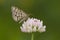 Latticed Heath feeding on white clover flower