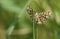 A Latticed Heath Moth, Chiasmia clathrata, perching on a blade of grass in a meadow.