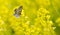 Latticed Heath Moth Chiasmia clathrata on a yellow flower Barbarea vulgaris.